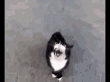 a black and white cat is standing on a concrete surface and looking up at the camera .