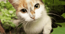 a close up of a brown and white cat looking at the camera