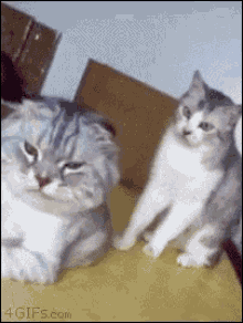 Cat Attack GIF - Cat Attack Poke GIFs