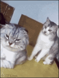 Angry Cat - Game GIF - You Think This Is A Game Cat Attack - Discover &  Share GIFs