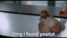 Peanut Kayleigh GIF - Peanut Kayleigh Hamster GIFs