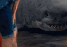 Hombre Tiburon GIF - Hombre Tiburon GIFs