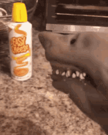 Shark Puppet Ramen With Easy Cheese GIF - Shark Puppet Ramen With Easy Cheese Food GIFs