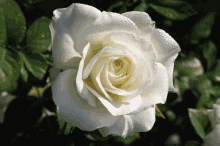 Blooming Whiote Rose GIF