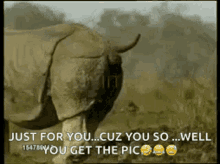 Rhino Pooping GIF - Rhino Pooping Enormous GIFs