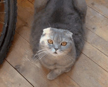 Tosya Tosya Approved GIF - Tosya Tosya Approved Cat GIFs