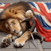 a little boy with a sword is petting a lion