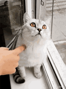 Viralhog Cat GIF - Viralhog Cat Blank Stare GIFs