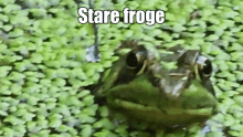 Froge Frogs GIF - Froge Frog Frogs GIFs