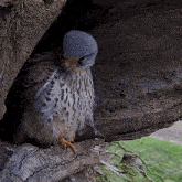 Going Out Of My Nest Kestrel GIF