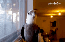 Knocking Lovebird GIF - Knocking Lovebird Parakeet GIFs