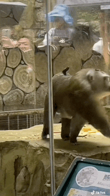 a man is taking a picture of a bear in a cage .