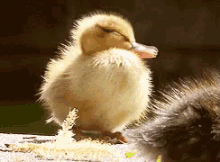 duck duckling cute adorable yawn