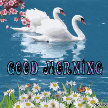 Good Morning Swan GIF - Good Morning Swan Flower GIFs