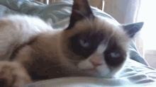 Sleepy Grumpy Cat GIF - Cute Sleeping Grumpycat GIFs
