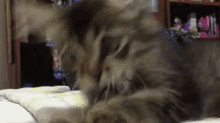 Were You Using This? GIF - Cats Kittens Trouble GIFs