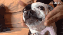 Licking The Pet Collective GIF - Licking The Pet Collective Touching GIFs