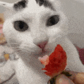 Cat Strawberry Eating Yummy GIF