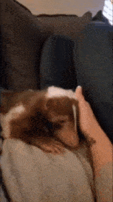 a dog is laying on a couch being petted by a person 's hand .