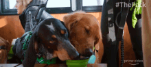 Sharing Water The Pack GIF