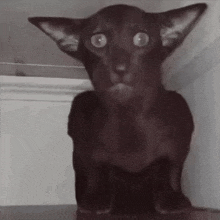 a black cat with big eyes is sitting on a table