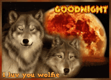 Wolf Wolf Pack GIF - Wolf Wolf Pack Wolves GIFs