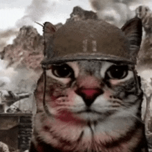 Cat Thousand Yard Stare GIF - Cat Thousand Yard Stare GIFs