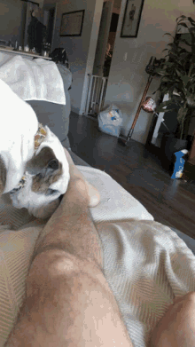 Licking Derp GIF - Licking Derp Dog GIFs