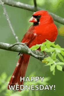 Cardinal Sparkle GIF