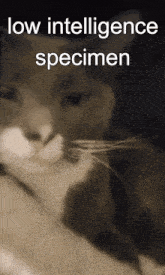 Low Intelligence Specimen Cat GIF