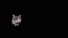 Cat Brick GIF - Cat Brick Annihilation GIFs