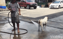 wash clean dog hose viralhog