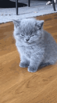 Kitten Cat GIF - Kitten Cat Sleepy GIFs
