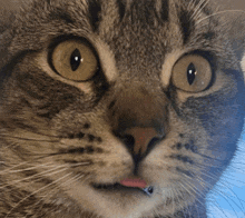 a close up of a cat 's face with a tongue sticking out