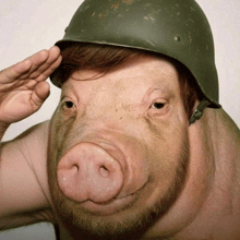 a pig wearing a military helmet salutes with his hand