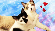 Gatos Amor GIF - Gatos Amor GIFs