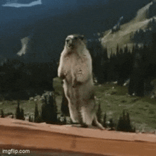a ground squirrel standing on its hind legs with the name mike on the bottom