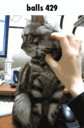 a cat is being petted by a person with balls 429 written above it