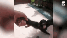 Monkey Spinning GIF - Monkey Spinning Scary Face GIFs
