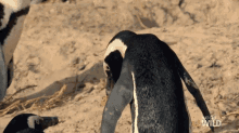 This Ones For You World Penguin Day GIF
