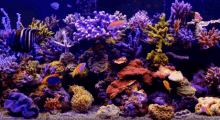 aquario aquarium fish