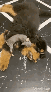 play bite viralhog pulling hair russian toy terrier tibetan mastiff