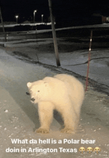 What Da Hell Is A Polar Bear Doin In Arlington Texas Polar Bear Arlington Texas GIF