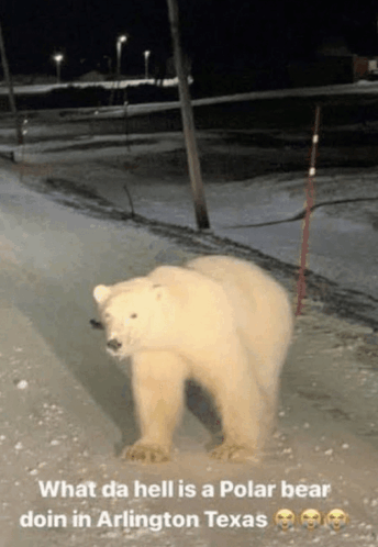 what-da-hell-is-a-polar-bear-doin-in-arl