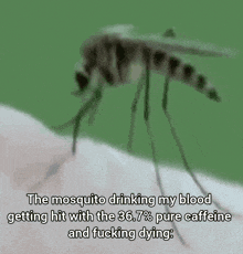the mosquito drinking my blood getting hit with the 36.7% pure caffeine and fucking dying !