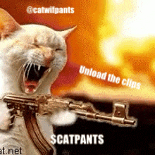 Catwifpants Meme Cat GIF - Catwifpants Meme Cat Meme GIFs