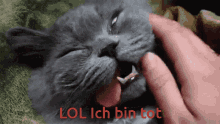 Tot Katze GIF - Tot Katze GIFs