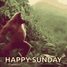 Happy Sunday Sunday Morning GIF - Happy Sunday Sunday Morning Monkey GIFs