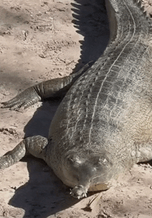 a close up of a crocodile laying on a sandy surface