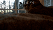 Balls 74 Balls 74cat GIF - Balls 74 Balls 74cat Balls 74 Cat GIFs